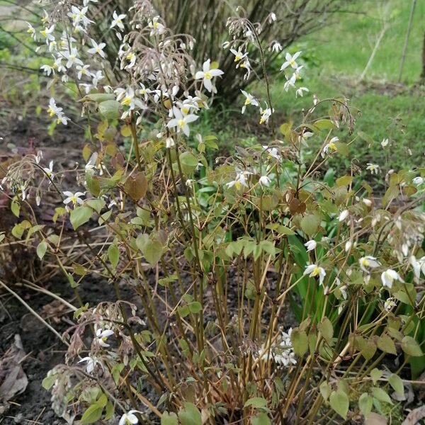 Epimedium brevicornu- sāk ziedēt viena no pirmajām un zied vismaz mēnesi. Viena no mīļākaj