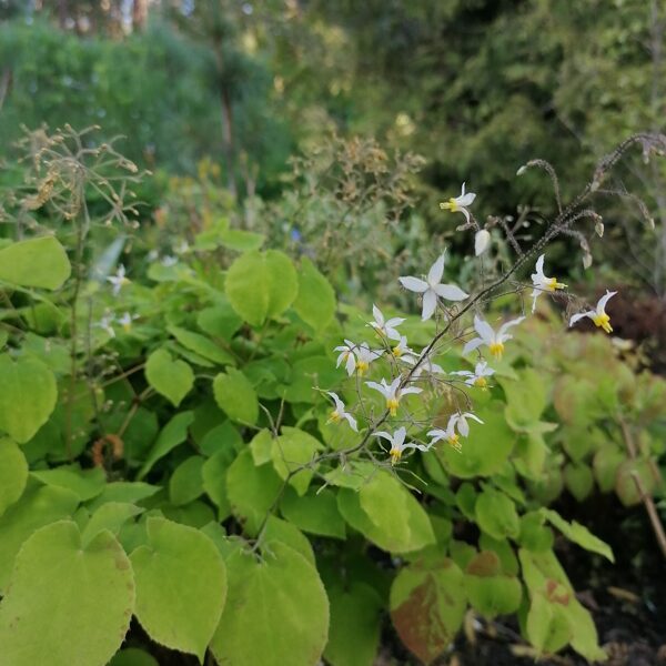 Epimedium brevicornu.