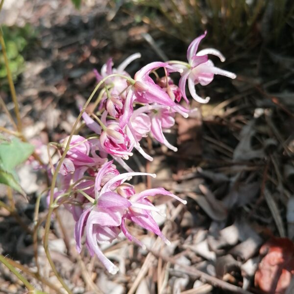 Epimedium Buckland Spider