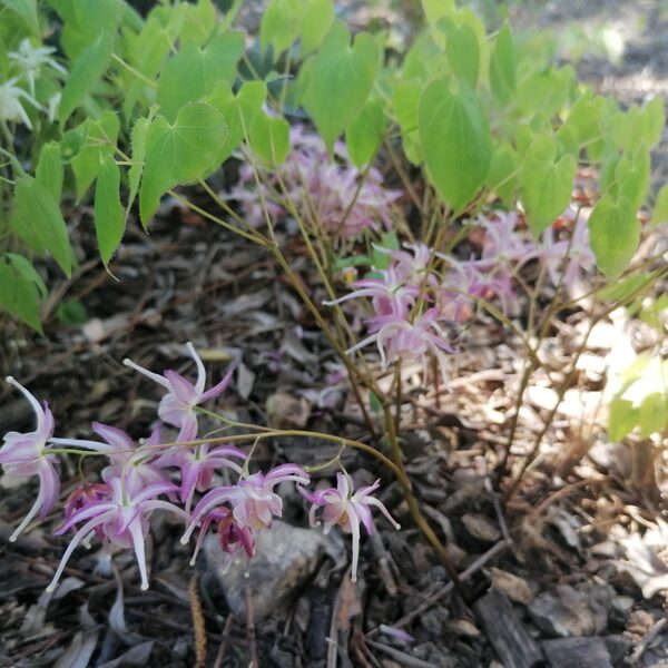 Epimedium Buckland Spider- ļoti labs hibrīds ar lieliem ziediem.