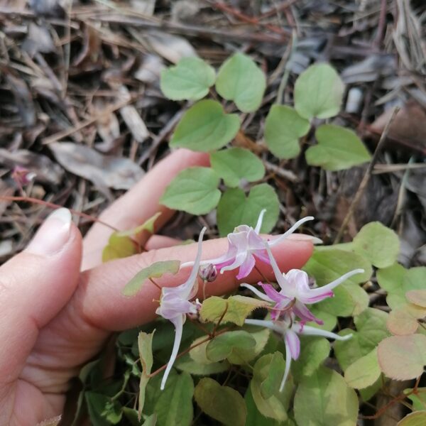 Epimedium grandiflorum Chris Norton