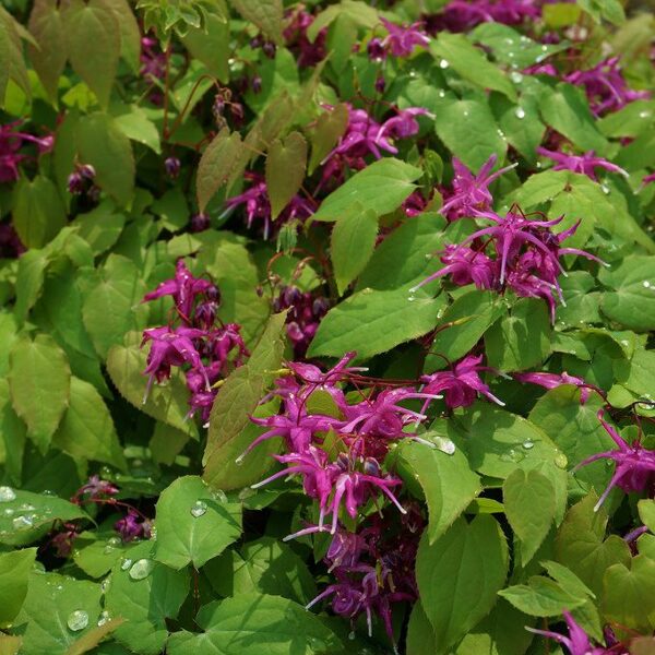 Epimedium grandiflorum Circe