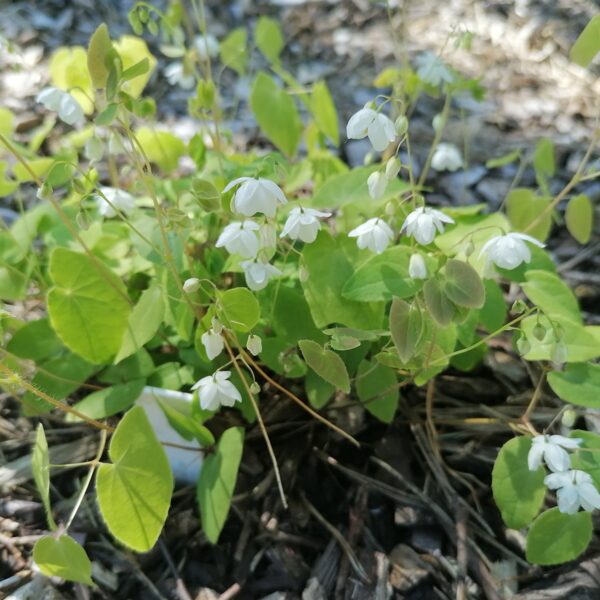 Epimedium diphyllum ssp.kitamaranum