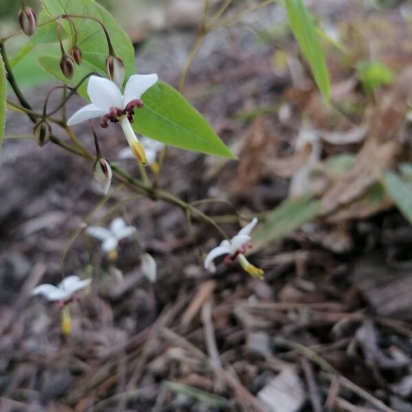 Epimedium dolichostemon- patīk, ka citāda. Ziedi smalki, bet interesanti.