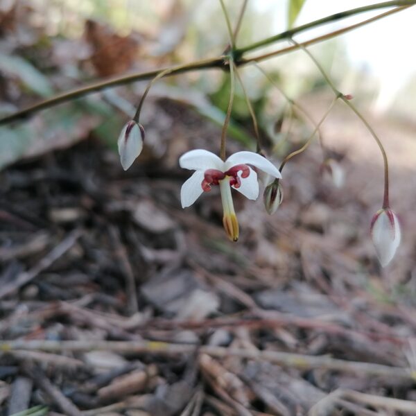 Epimedium dolichostemon