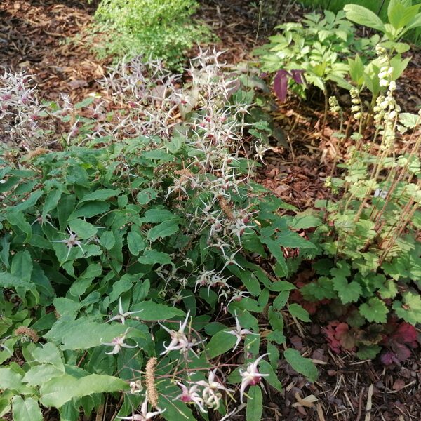 Epimedium Domino