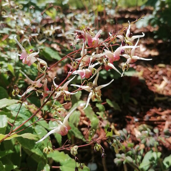 Epimedium Domino arī viena no mīlulēm. Bagātīgi ziedoša vienmēr.