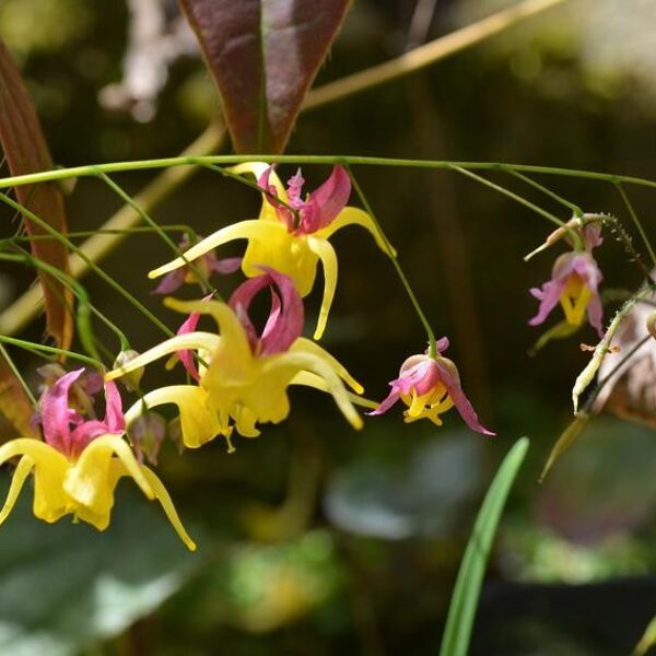 Epimedium fangii OG