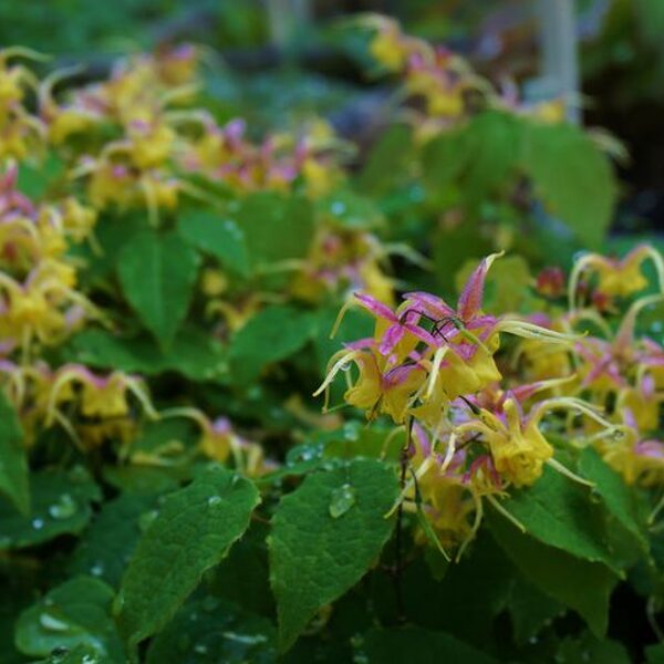 Epimedium Fire Dragon