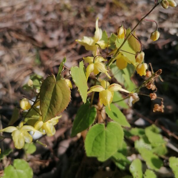 Epimedium flavum