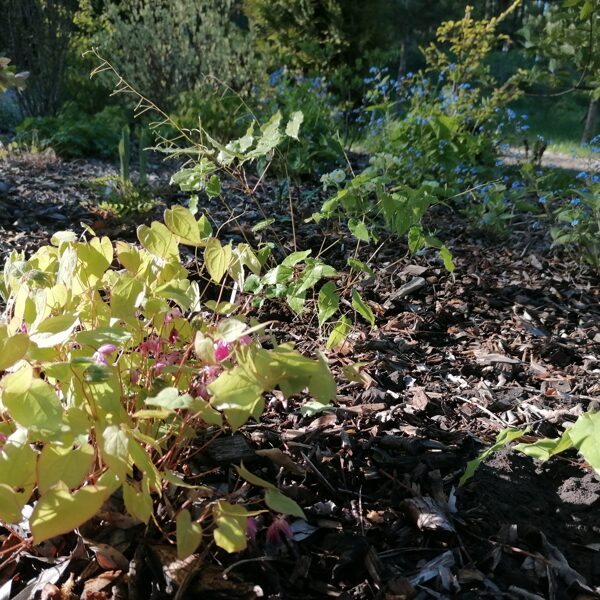 Epimedium x youngianum Akebono