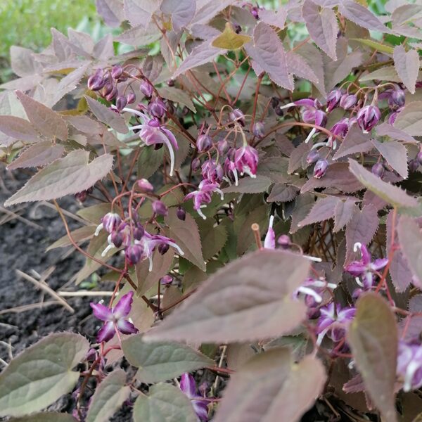 Epimedium grandiflorum Queen Esta