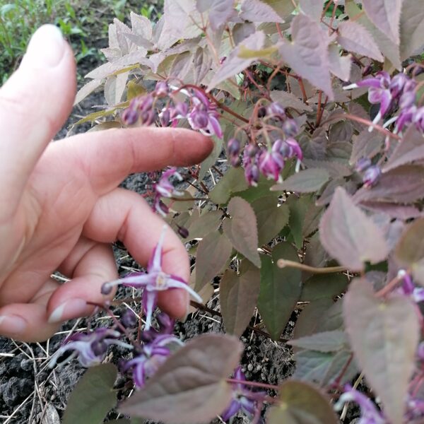 Epimedium grandiflorum Queen Esta- labi augoša, lapas tumšas pavasarī un palieli ziedi. Ar