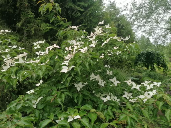 Cornus kousa Dwarf pink