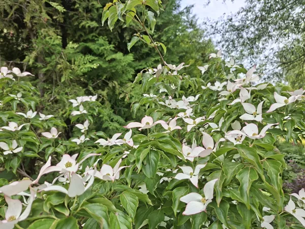 Cornus kousa Dwarf pink