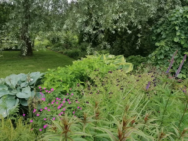 Geranium phaeum Raven un geranium endressi