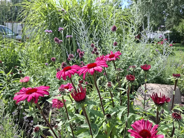 echinacea Sensation Wild Romance