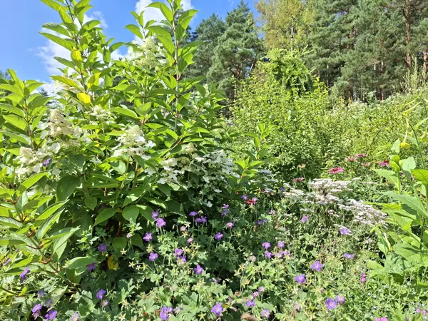 geranium wlassovianum Typ Zeppelin
