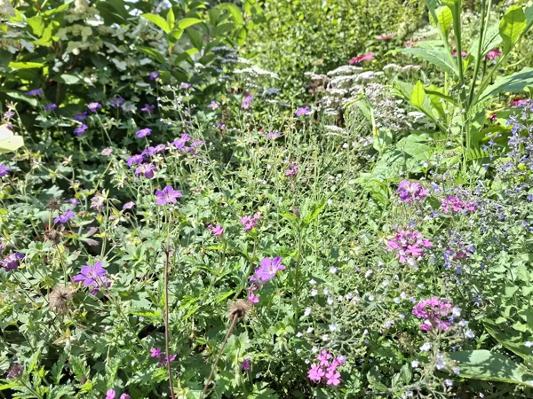 geranium wlassovianum Typ Zeppelin