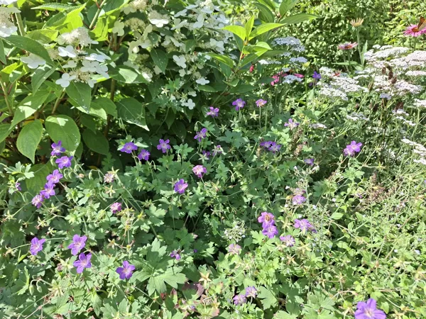 geranium wlassovianum Typ Zeppelin