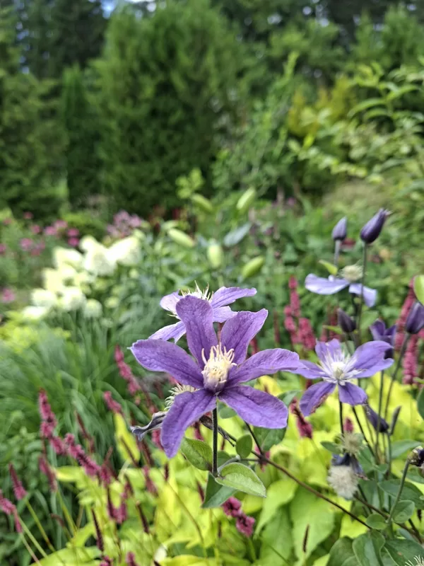 clematis Arabella
