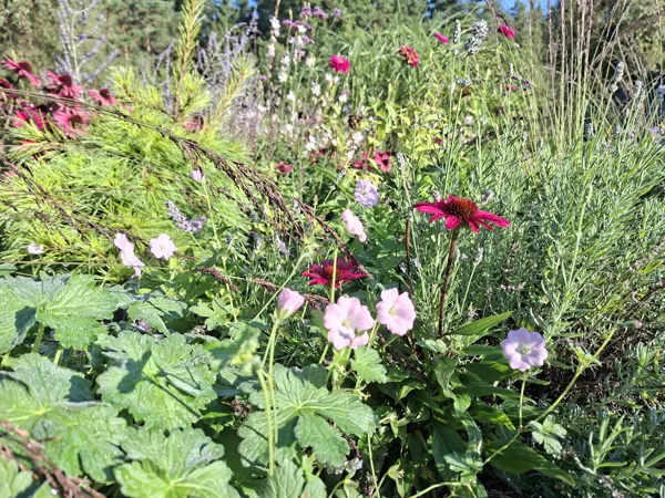 geranium Dreamland