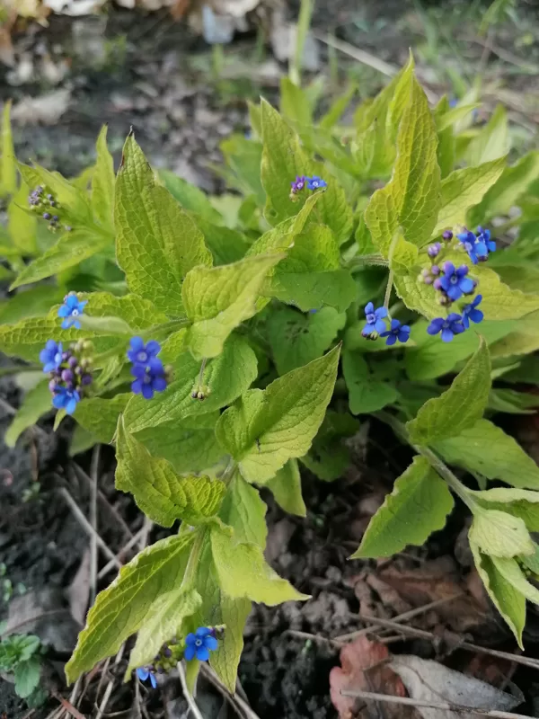 brunnera Diane's Gold