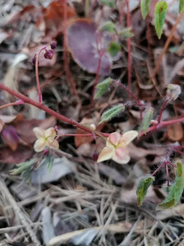 Epimedium pinnatum ssp colchicum Black Sea