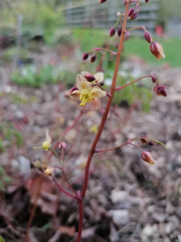 Epimedium pinnatum ssp colchicum Black Sea