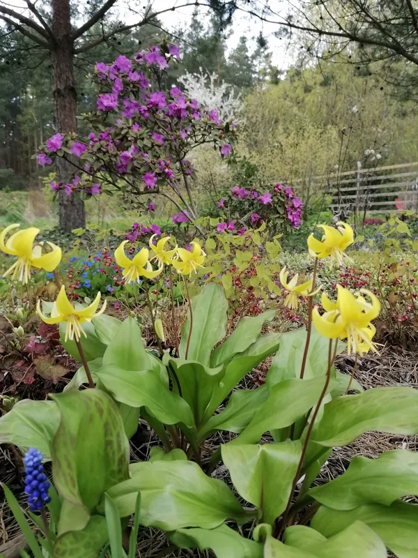 erythronium Pagoda