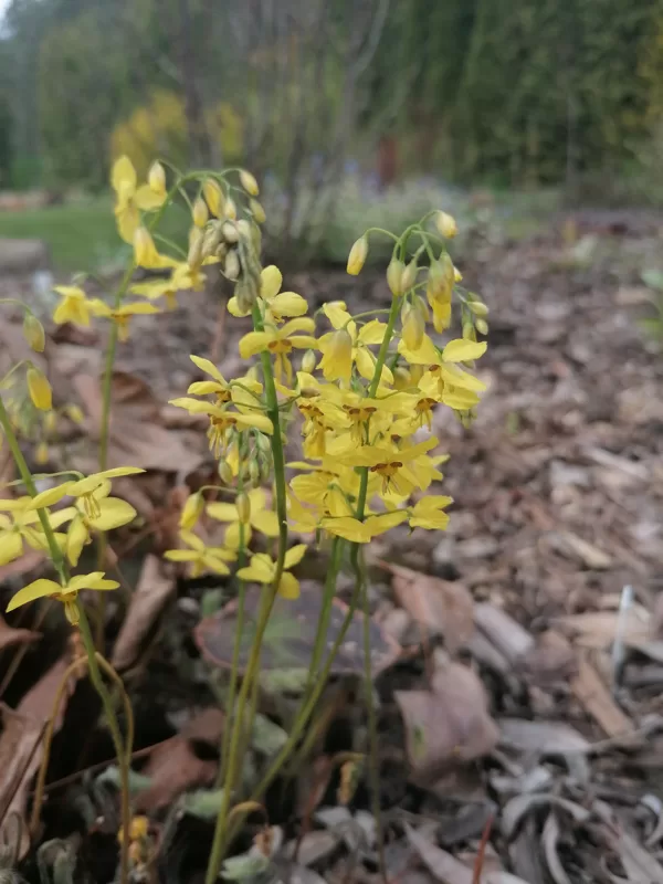 Epimedium pinnatum subsp. colcicum
