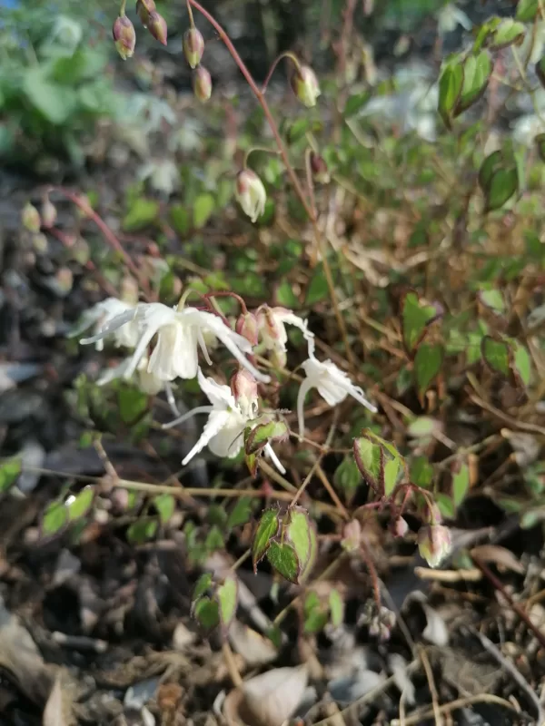 Epimedium grandiflorum var.higoense Bandit