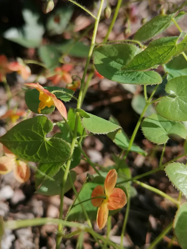 Epimedium x warleyense Orangekönigin