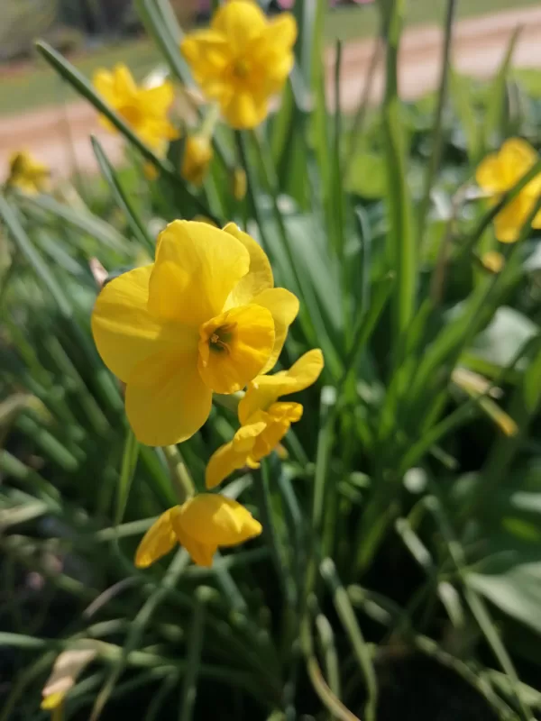 narcissus Kokopelli