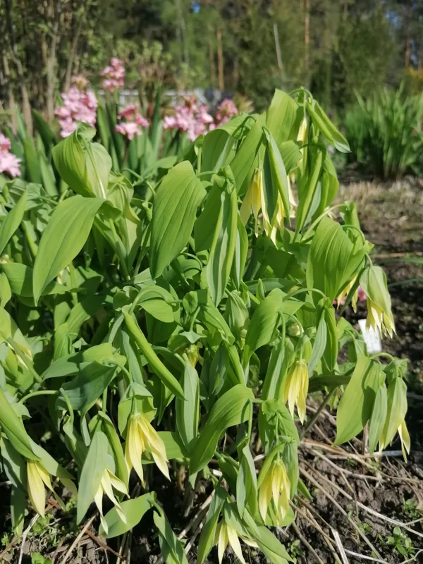 uvularia grandiflora