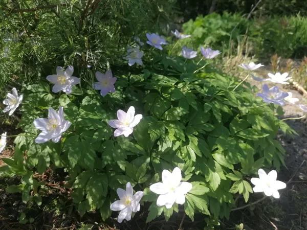 anemone nemorosa Robinsoniana