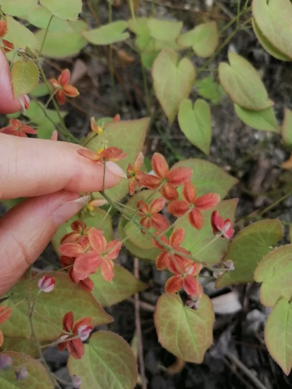 Epimedium x warleyense Orangekönigin