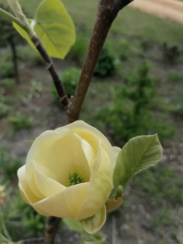 magnolia Lois