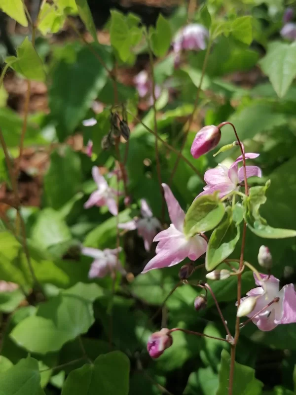 Epimedium x youngianum Roseum