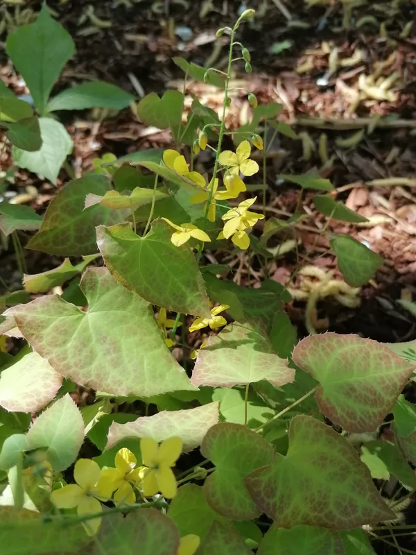 Epimedium x perralchicum Frohnleiten