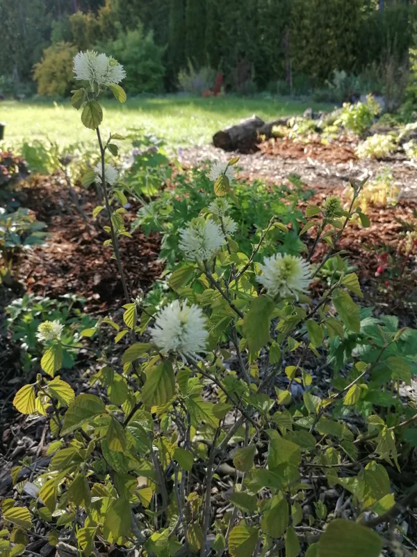 fotergilla major