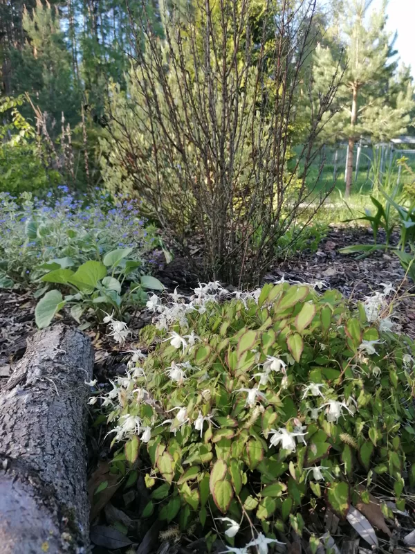 epimedium grandiflorum var higoense Bandit