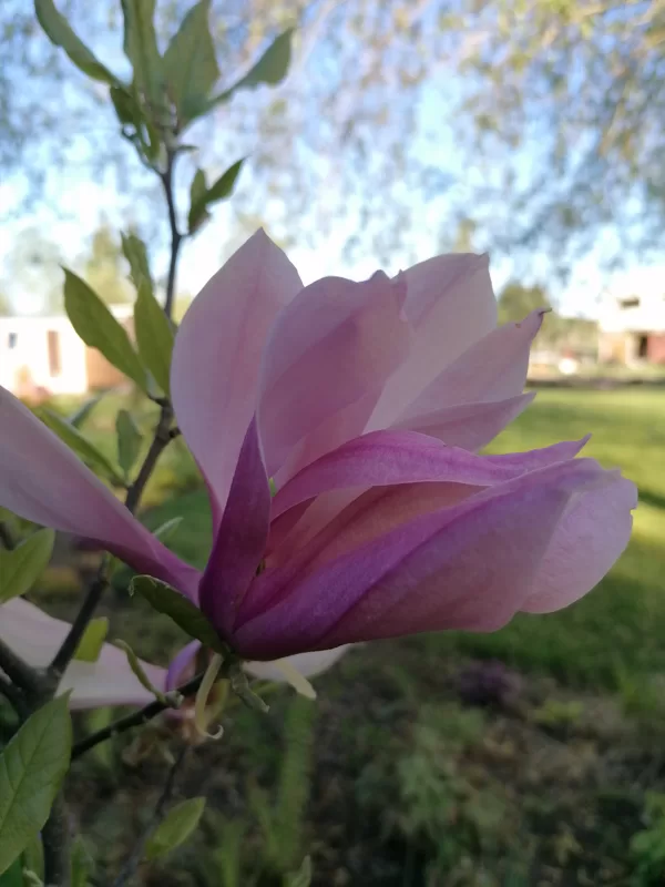 magnolia Betty