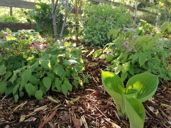 Epimedium grandiflorum Lilafee un ep. x youngianum Roseum