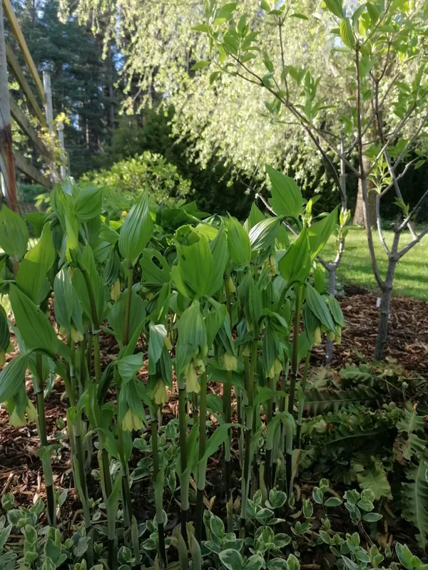 disporum flavens
