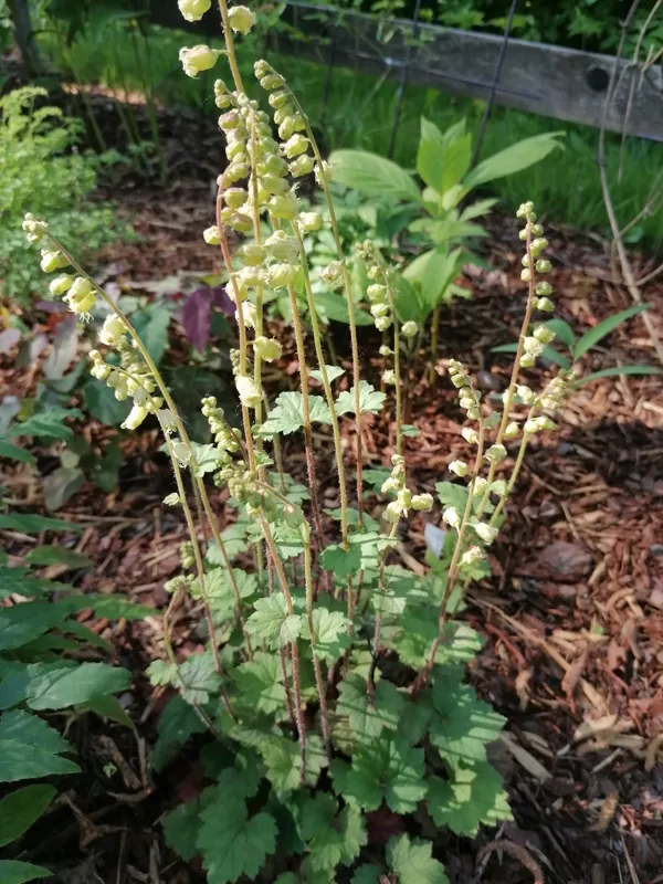 tellima grandiflora Forest frost