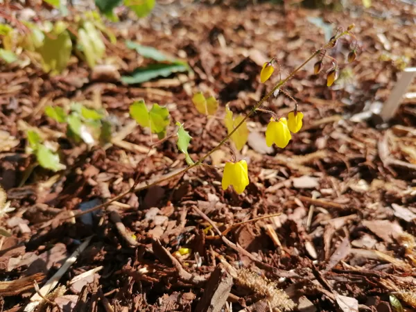 Epimedium Lemon Zest