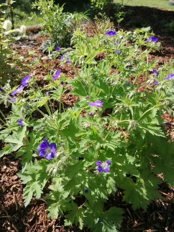 Geranium sylvaticum Amy Doncaster