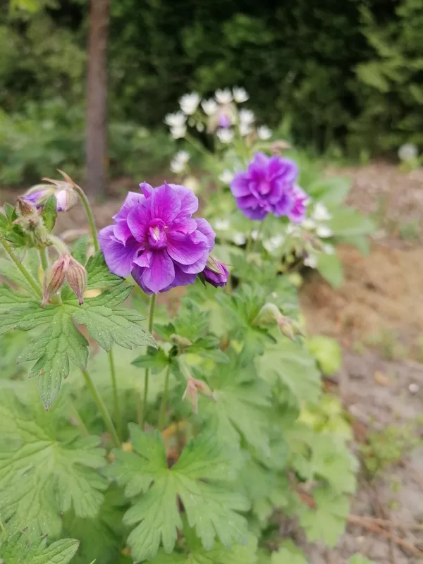 geranium pratense Plenum Violaceum