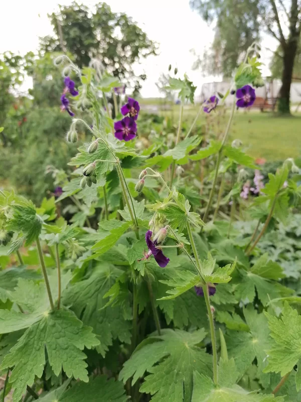 Geranium phaeum Raven